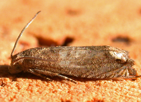 Ragweed Borer